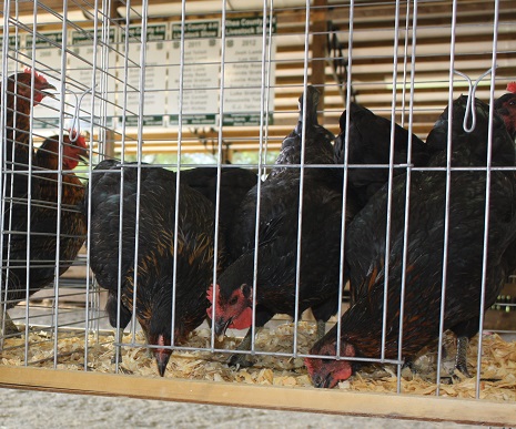 poultry in cage